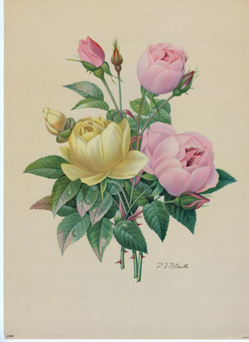 original vintage floral print from circa 1940s-1950s